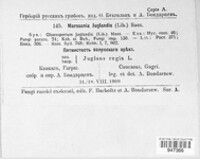 Ophiognomonia leptostyla image